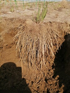  asparagus huge seedling radiation shape ...80 centimeter .. is parent finger size. asparagus number many. . appraisal .komi. overall. kitchen garden 