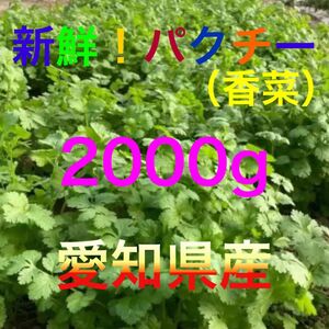 愛知県産 新鮮パクチー2000g