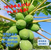 とれたて島野菜！沖縄産青パパイヤおまかせ2.2kg以上！サラダや炒め物にも！_画像1