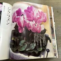 J-232■花名人になる!鉢花とっておきの育て方 (別冊NHK趣味の園芸)■小笠原誓/監修■NHK出版■2004年6月20日発行_画像7