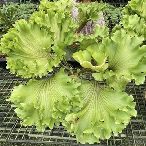 Y005「大株」Platycerium ridleyi 'Monkey King' (台湾株)【2/29輸入・プラティケリウム・リドレイ・モンキーキング】