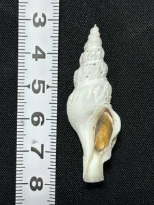 大西洋産　モミジボラ類　貝殻標本