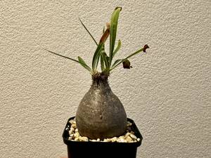 Pachypodium rosulatum var. gracilius　パキポディウム　グラキリス　ベアルート発根済み株【管理①】