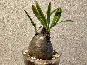 Pachypodium rosulatum var. gracilius　パキポディウム　グラキリス　ベアルート発根済み株【管理②】