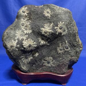 菊花石 天然石 原石 台座付 置物 鑑賞石 白菊 自然石 重量 約13.5kg 高さ約26cm 横最大約27cm