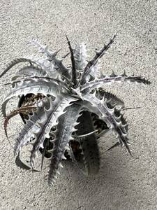 群生 Dyckia ( Brittle Star x goehringii ) ディッキア US産 ブリットルスター ゴエリンギー