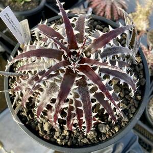 ディッキア ハイブリッド (Dyckia Samurai x Little wing)