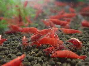 31 day shipping only compensation 1 break up addition red fire - shrimp 5 pcs # bee shrimp # Cherry shrimp #ru Lee shrimp 