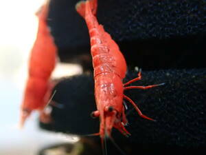 31 day shipping only compensation 1 break up addition 75 pcs ultimate fire . red Cherry shrimp Sakura Cherry shrimp fire - red Cherry shrimp 