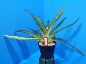 ◇◇洋蘭祭り◇◇ Paph. rothschildianum 'Kei ' SM/JOGA 04'4 (80p)