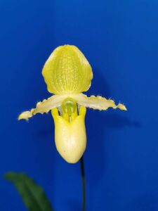 ◇◇洋蘭祭り◇◇ Paph. primulinum alba 'J-258-2'