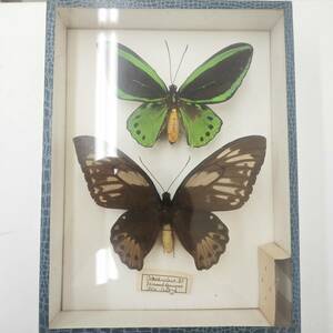 標本 トリバネアゲハ ornithoptera priamus arruana オスメス 2頭　希少標本