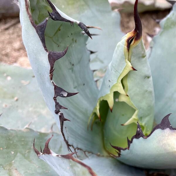 Agave titanota ‘black&blue'チタノタブラック&ブルー