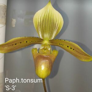 7112【つぼみ付き株】パフィオペディラム トンサム Paph.tonsum 洋蘭 原種 (paph-sp-0012)