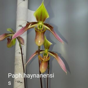 7108【つぼみ付き株】パフィオペディラム ハイナネンシス 　①　Paph.hainanensis 洋蘭 原種 (paph-sp-0014)