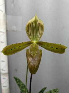 7113【つぼみ付き株】パフィオペディラム トンサム Paph.tonsum 洋蘭 原種 (paph-sp-0012)