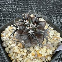 Copiapoa dura 実生_画像3