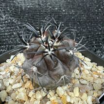 Copiapoa dura 実生_画像2