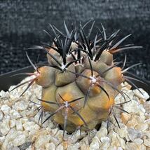 Copiapoa dura錦　実生_画像3