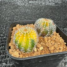 Uebelmannia sp錦2本　（グミフェラ×ペクチニフェラ）　実生 Uebelmanniapectinifera×Uebelmannia gummifera_画像4