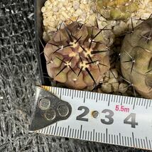 狐竜丸3本　実生 Copiapoa cinerea v. columna-alba_画像9