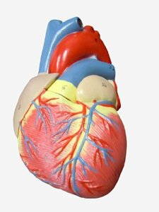 【おすすめ】 右心房 実物大【スタンド付き】 左心房 弁 心臓模型 右心室 人体模型 ＭＦＣ 左心室
