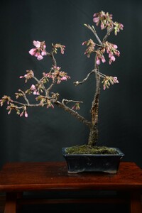 [ red pine .] bonsai *hi can Sakura *
