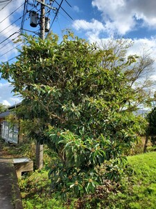 ビワの葉　約200枚　能登半島産　国産　健康茶　枇杷茶　無農薬　無肥料　無添加　湿布　湿疹　温灸　民間療法　虫食いあり　日焼けあり