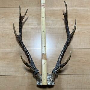 鹿の角 天然 DIY 鹿 約50cm 大 大物 インテリア などに