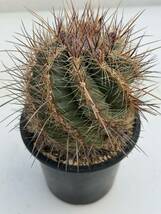 22 テロカクタス・ラウッセリ Thelocactus lausseri 実生・サボテン 多肉植物 _画像6