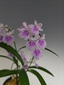 ウチョウラン ◆ 銘 品　 / ◆ 　梓　丸　 ◆ 　ぼ か し 白 紫 点 花　◆ 