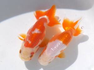 ◆ 日本一・濱田英明氏血統・２歳・更紗２匹・特選種魚・10.5~11cm雌？ ◆ SB ◆