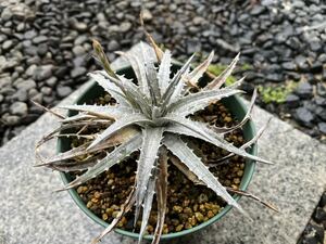 【 Dyckia macedoi x Zinfandel F2 】 ディッキア アナナス No.1