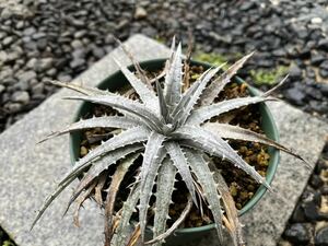 【 Dyckia macedoi x Zinfandel F2 】 ディッキア アナナス No.4