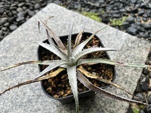 【 Dyckia macedoi x Zinfandel F2 】 ディッキア アナナス No.3