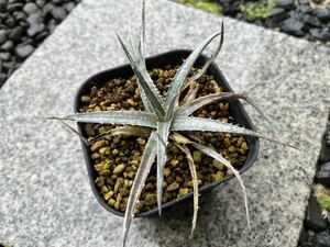 【 Dyckia macedoi x Zinfandel F2 】 ディッキア アナナス No.4