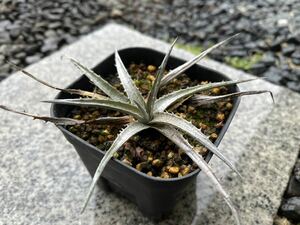 【 Dyckia macedoi x Zinfandel F2 】 ディッキア アナナス No.8