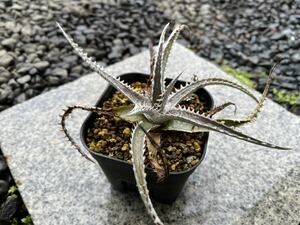 【 Dyckia Tarzan x Bangkok Star 】 ディッキア アナナス No.6