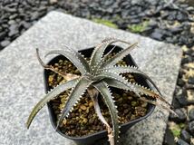 【 Dyckia California 】 ディッキア アナナス No.3_画像1