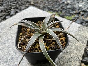 【 Dyckia California 】 ディッキア アナナス No.4