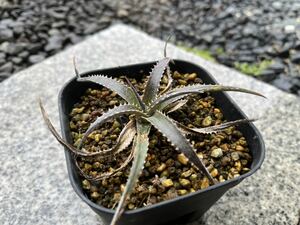 【 Dyckia California 】 ディッキア アナナス No.5