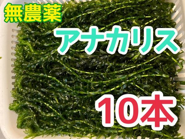 送料込 無農薬アナカリス10本 20cm前後 水草ザリガニ エビ 熱帯魚 めだか メダカ 金魚 金魚藻 金魚草