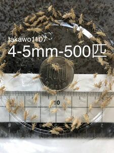 4~5㎜500匹＋20% ヨーロッパイエコオロギ●フタホシコオロギ より丈夫で管理しやすく 臭い少なめ。