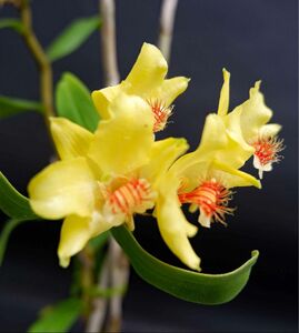 ［洋蘭原種］Dendrobium lowii