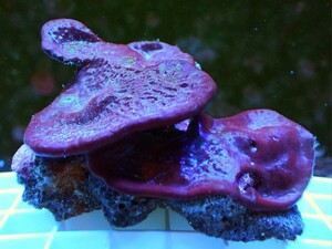 [ Purple Blue Plating Photosynthetic Sponge ] 好日性パープルブルー カップ スポンジ(海綿類) 