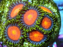 [ USAマメスナ CC Glith Zoanthids ] マメスナギンチャク_画像2