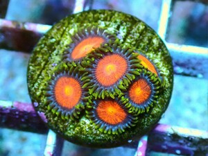 [ USAマメスナ CC Glith Zoanthids ] マメスナギンチャク