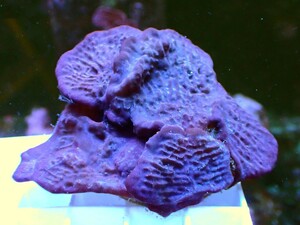 [ Purple Blue Plating Photosynthetic Sponge ] 好日性パープルブルー カップ スポンジ(海綿類) 