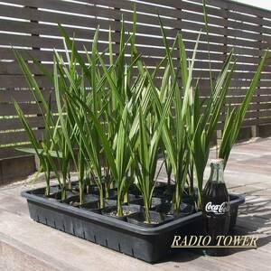  cocos nucifera. tree [ here s cocos nucifera 4 piece /S size poly- pot ] Nankoku resort ..!