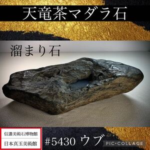 【信濃美術石博物館】 水石 盆栽 天竜茶マダラ石 溜まり石 ウブ 横25×高6.5(cm) 2.76kg 骨董盆石古美術鑑賞石観賞石太湖石中国古玩 5430